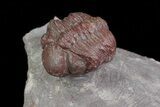 Enrolled Red Barrandeops Trilobite - Hmar Laghdad, Morocco #71623-2